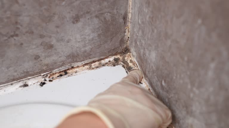 Best Indoor Air Quality Assessment  in Woodmoor, CO